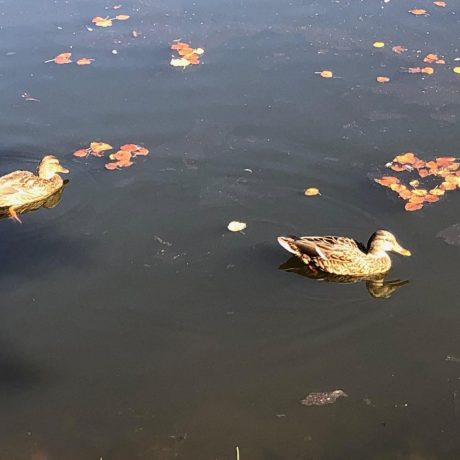 Park Village pond with ducks