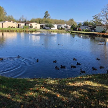 Park Village pond with ducks